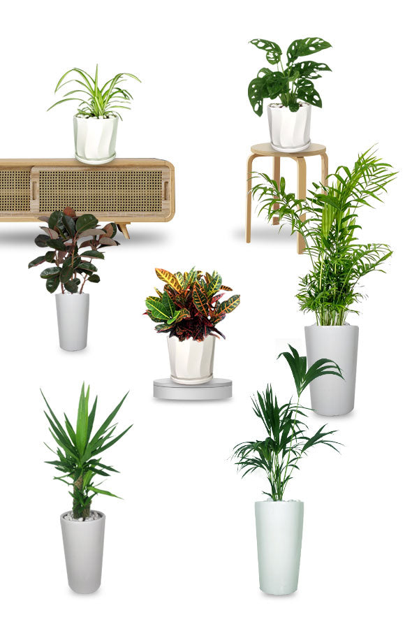 Golden Office Combo Package