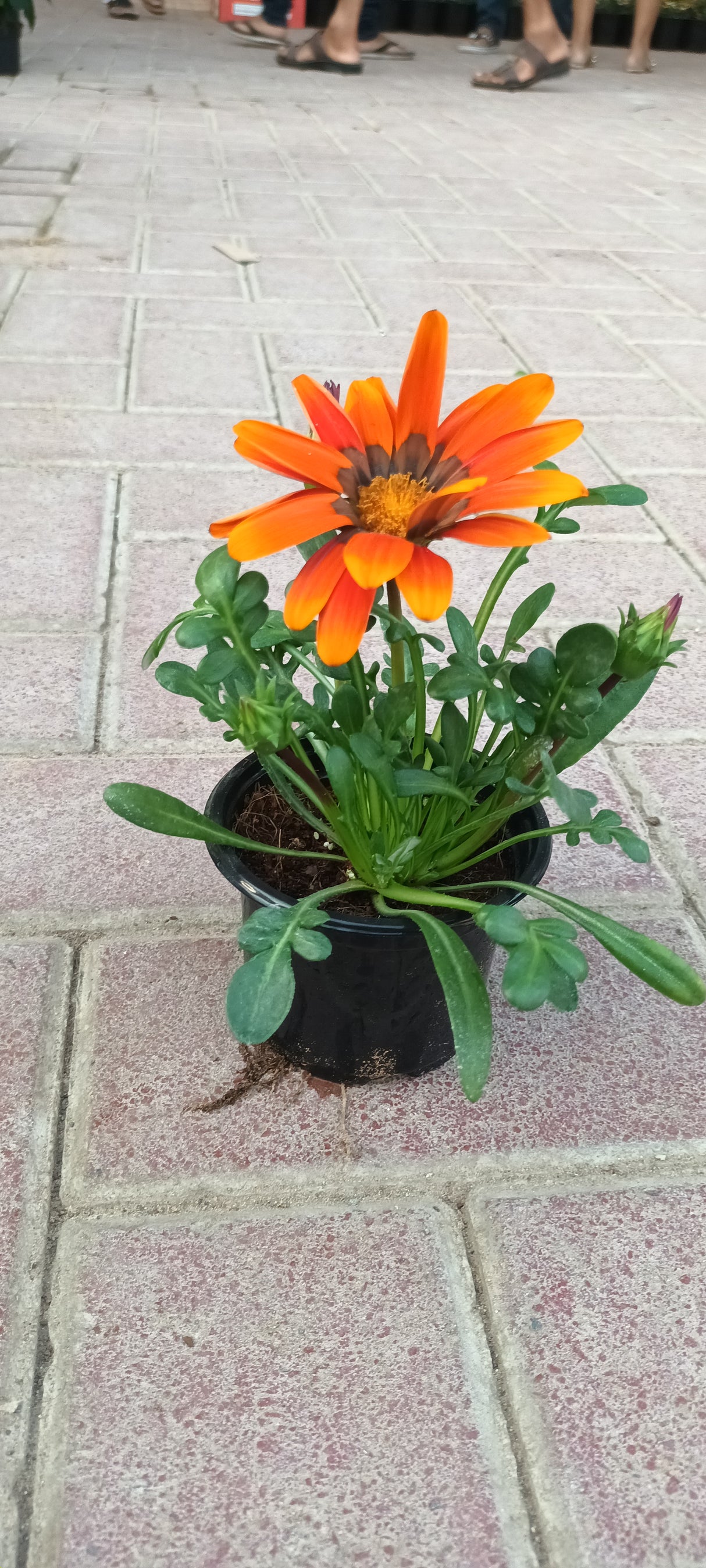 Gazania Rigens - Vibrant Flowering Plants