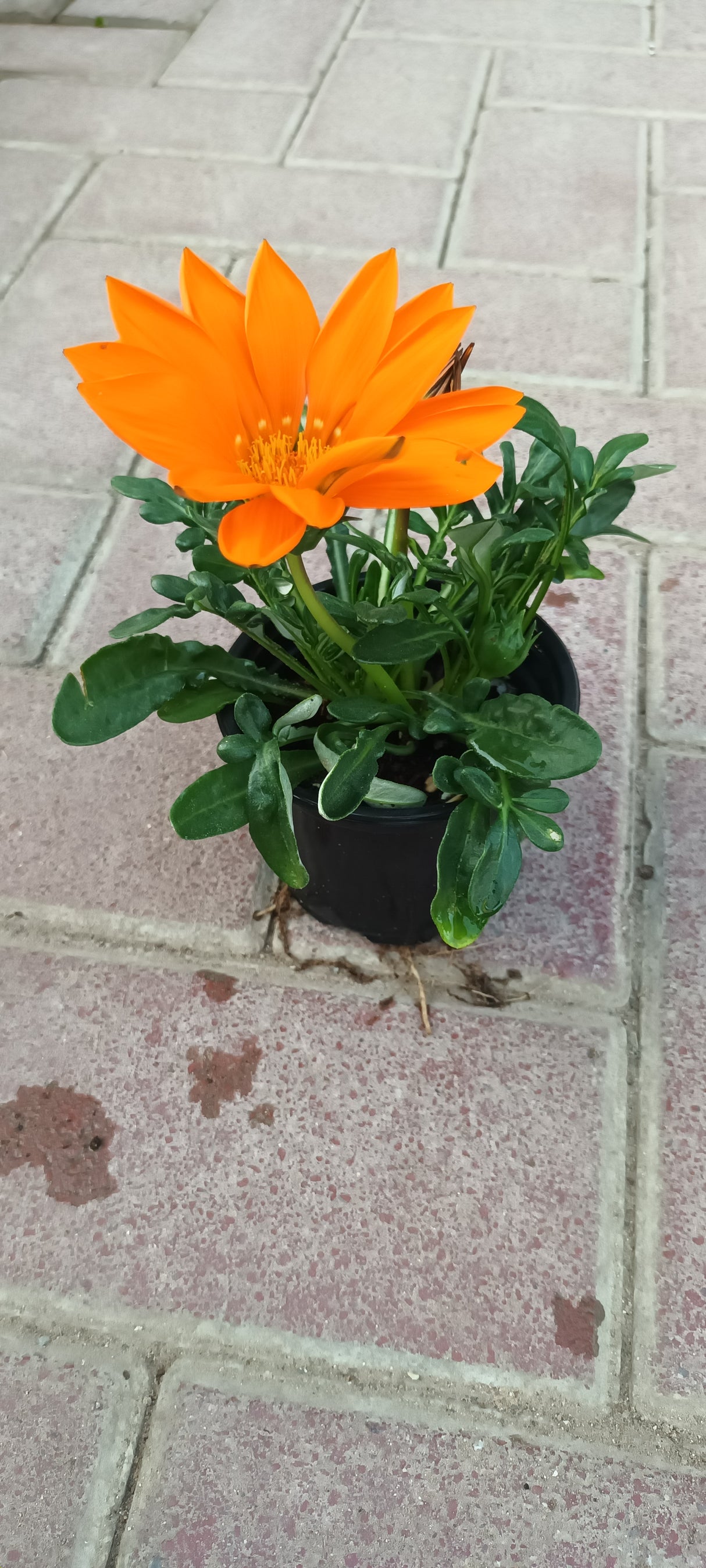 Gazania Rigens - Vibrant Flowering Plants