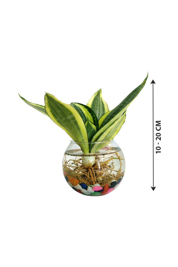 Snake Plant Mini In Glass Bowl - Water Plant