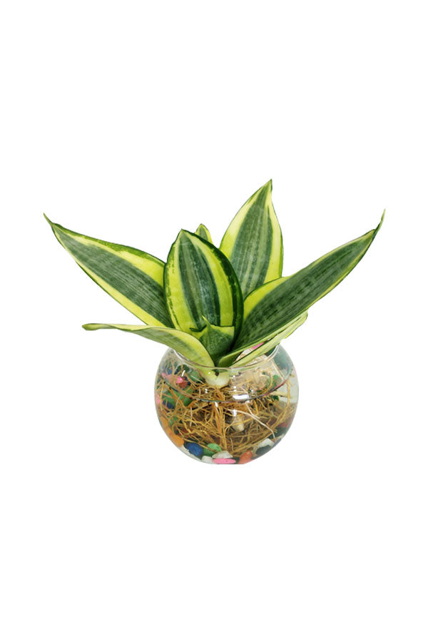 Snake Plant Mini In Glass Bowl - Water Plant