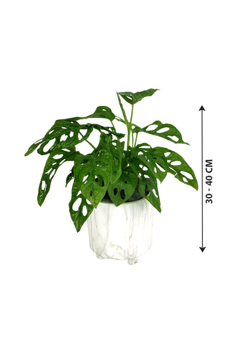 Monstera Obliqua Indoor Plant