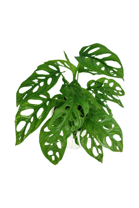 Monstera Obliqua Indoor Plant in Elegant Décor Pot with Perforated Leaves