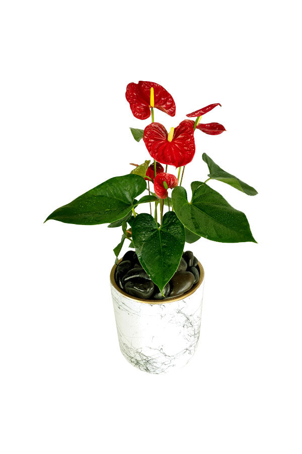 Anthurium - In Decor Pot