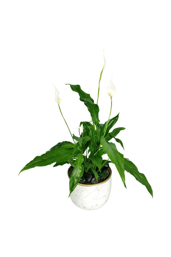 Peace Lily - Spathiphyllum - In Decor Pot