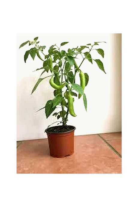 Chilli Pepper - Evergreen Perennial