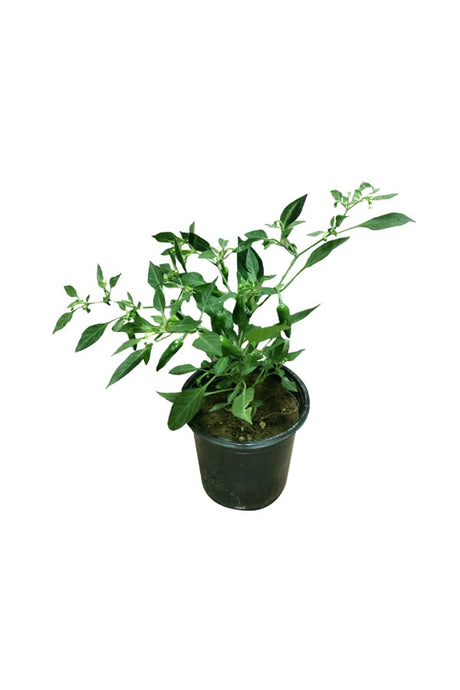 Chilli Pepper - Evergreen Perennial | Spicy Plant for Home and Garden