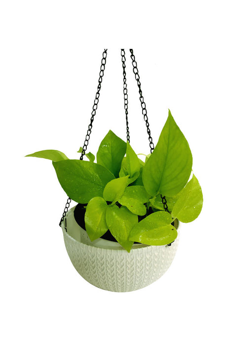 Neon Pothos Indoor Hanging Plant with Vibrant Green Leaves and Elegant Trailing Vines