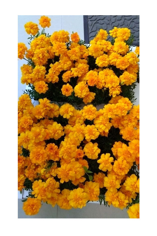 Marigold – Tagetes - Vibrant Marigold