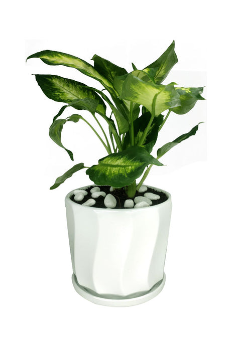 Dieffenbachia Camilla -  Office Table Top Plant