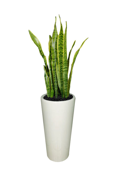 Snake Plant – Air-Purifying Office Plant with Upright Green Leaves