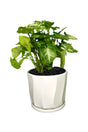 Syngonium Pixie Plant – Compact Air-Purifying Table Top Plant