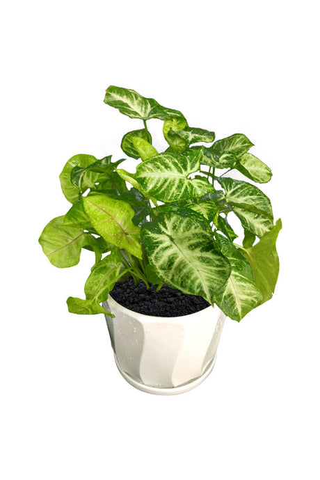Syngonium Pixie - Office Table Top Plants