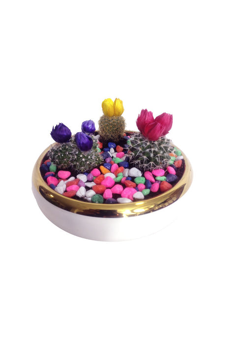 Decorative Cactus Combo in Round Vase – Stylish and low-maintenance cactus plant arrangement in a modern, transparent vase for home décor at Plantsworld.ae.