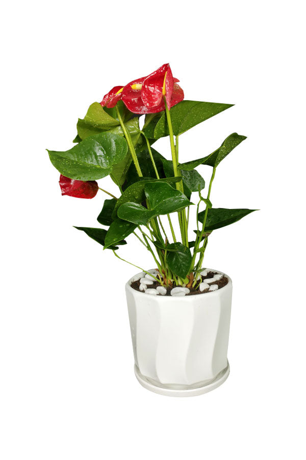 Anthurium - Flamingo Flower