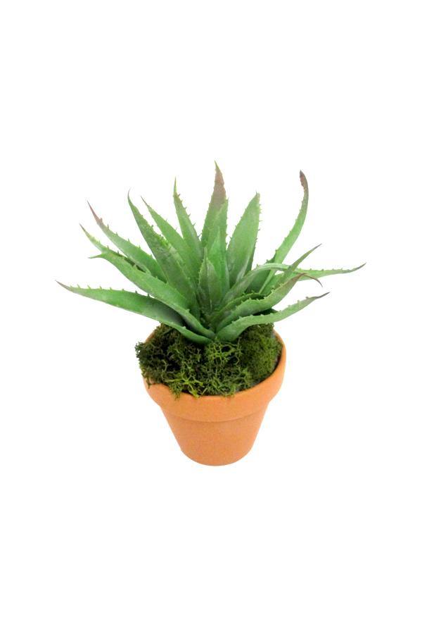 Agave Attenuata-Century Plant - Agave Attenuata-Century Plant - Plantsworld.ae