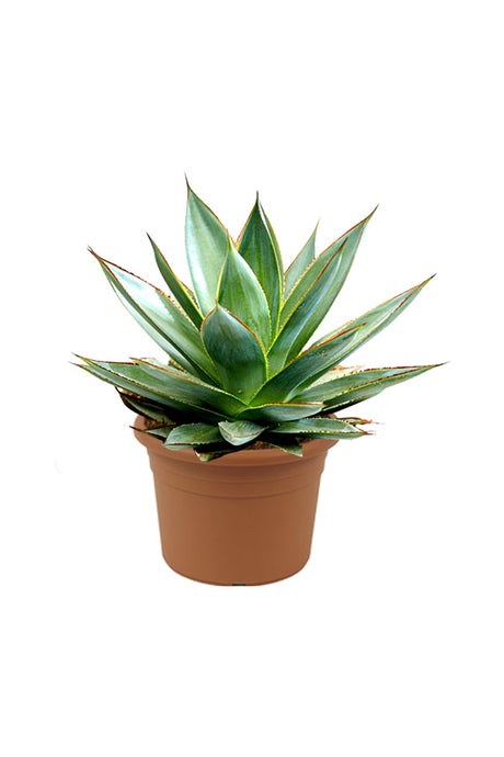 AgaveRedEdge-OutdoorPlants_NurseryPlasticPot_40-50cm