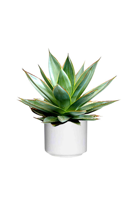 AgaveRedEdge-OutdoorPlants_WhiteCeramicPot_40-50cm