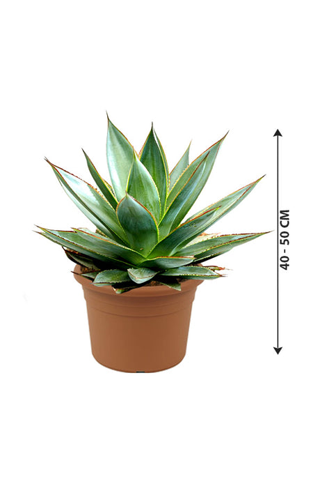 Agave_Red_Edge-Outdoor_Plants_Nursery_Plastic_Pot_40-50_cm_