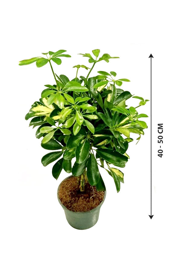 Dwarf Umbrella Tree - Schefflera Arboricola