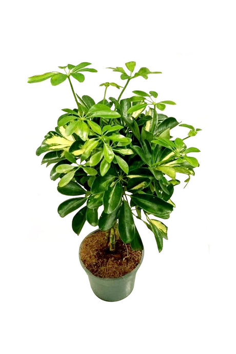 Dwarf Umbrella Tree - Schefflera Arboricola, a tall indoor plant with glossy green leaves, perfect for homes and offices.