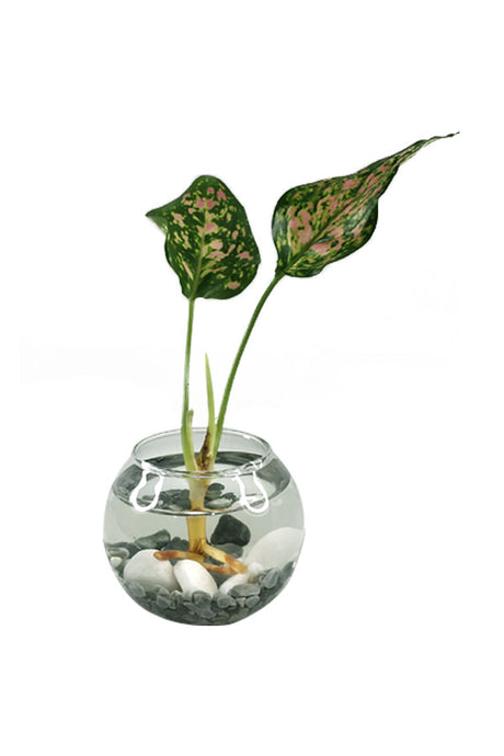 Aglaonema Pinkie Water Plant with vibrant pink and green leaves - Indoor Decorative Plant
