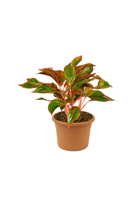 Aglaonema Red - Air Purifying Plant