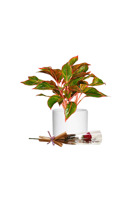 Aglaonema Red plant with a beautiful red rose, arranged as a Valentine’s Day gift