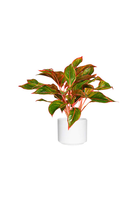 Red and green foliage with sleek white pot. Ideal for indoor spaces and air purification.