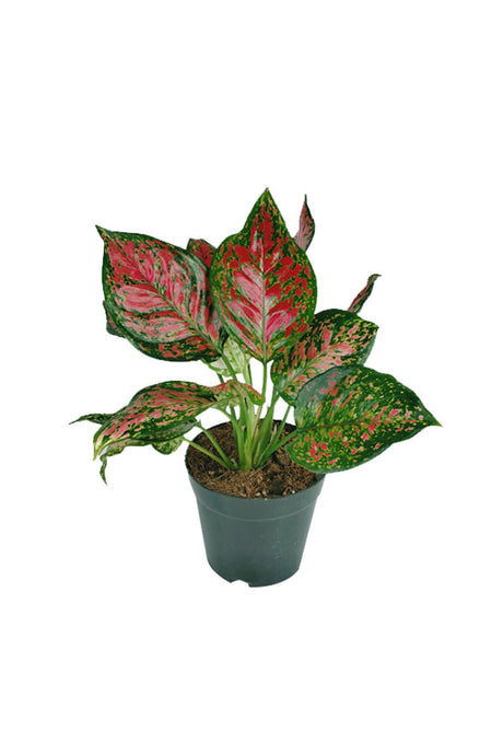 Aglaonema Star - Spotted Star