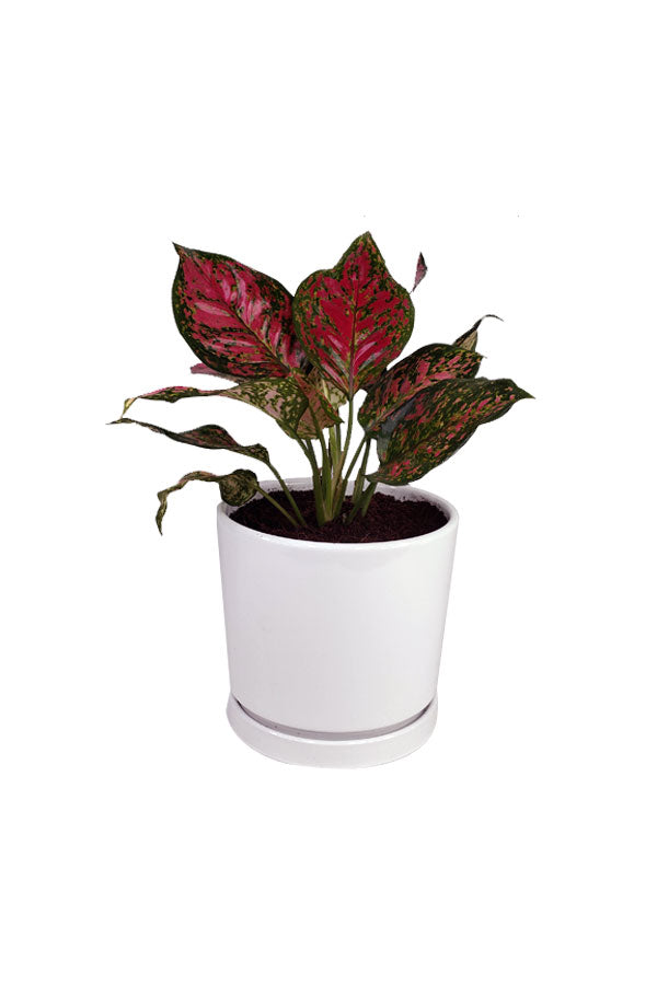 Aglaonema Star-Spotted Star – Indoor plant with spotted variegated leaves