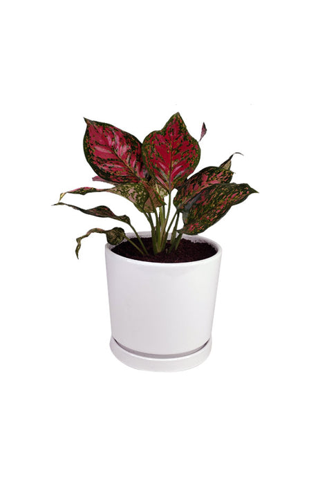 Aglaonema Star-Spotted Star – Indoor plant with spotted variegated leaves