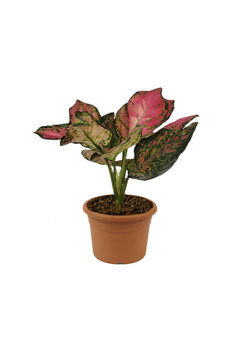 Aglaonema Pinkie - Air Purifying Indoor Plant