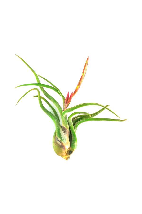 Air Plant-Tillandsia Caput-Medusae Air Plant - Air Plant-Tillandsia Caput-Medusae Air Plant - Plantsworld.ae