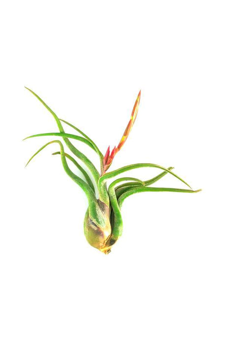 Air Plant-Tillandsia Caput-Medusae Air Plant - Air Plant-Tillandsia Caput-Medusae Air Plant - Plantsworld.ae