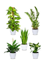 Air Purifying Combo Plants – Set of 5 Plants for Cleaner Air and Vibrant Home or Office Décor
