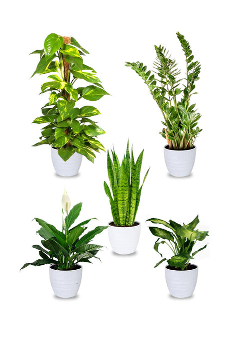 Air Purifying Combo Plants – Set of 5 Plants for Cleaner Air and Vibrant Home or Office Décor