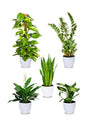 Air Purifying Combo Plants – Set of 5 Plants for Cleaner Air and Vibrant Home or Office Décor