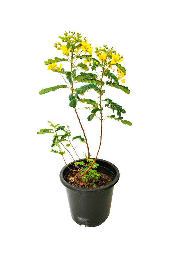Alexandrian Senna Ornamental Plant – Outdoor flowering plant for vibrant garden decor