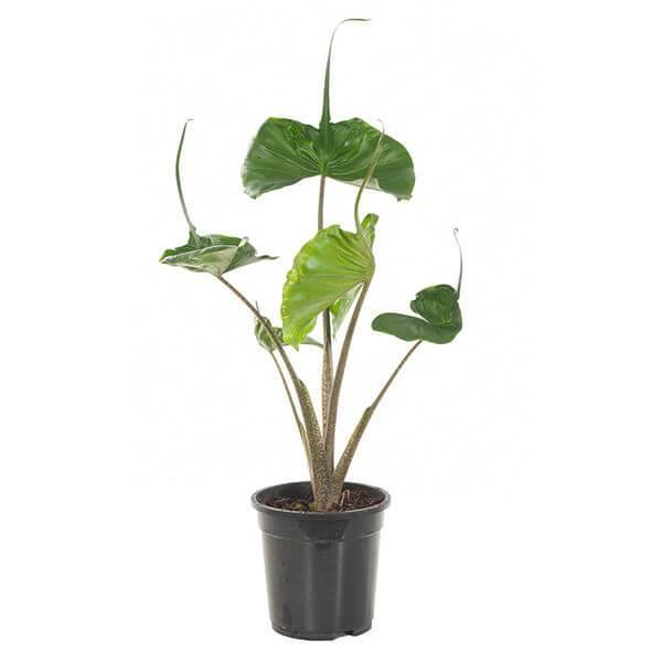 Alocasia  Macrorrhizos - Elephant Ear "Stingray" - Alocasia  Macrorrhizos - Elephant Ear "Stingray" - Plantsworld.ae