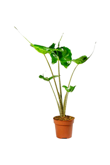 Elephant Ear "Stingray"- Alocasia  Macrorrhizos