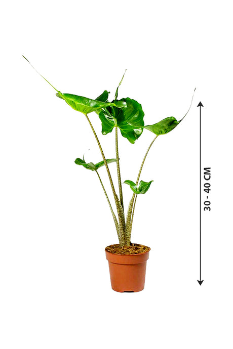 Elephant Ear "Stingray"-Alocasia  Macrorrhizos