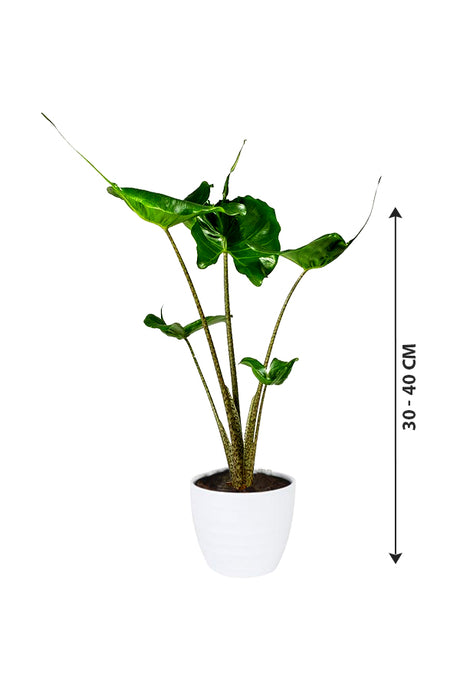 Elephant Ear "Stingray"- Alocasia  Macrorrhizos