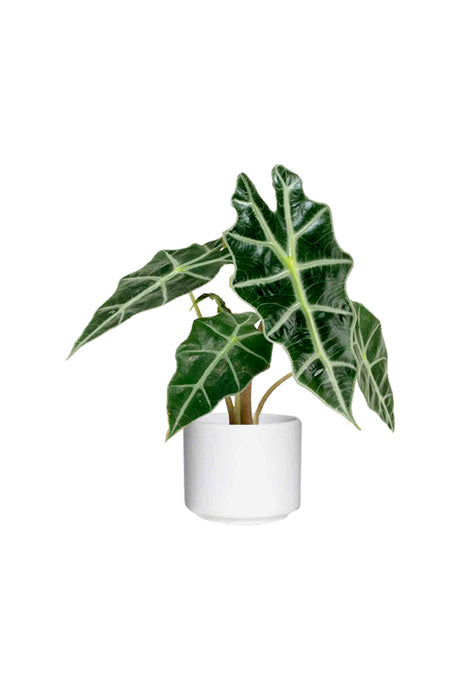Alocasia Polly - African Mask Plant with striking arrow-shaped leaves, available for sale at Plantsworld.ae