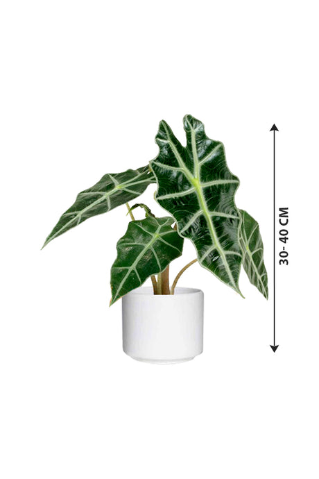 Alocasia "Polly" - African Mask Plant