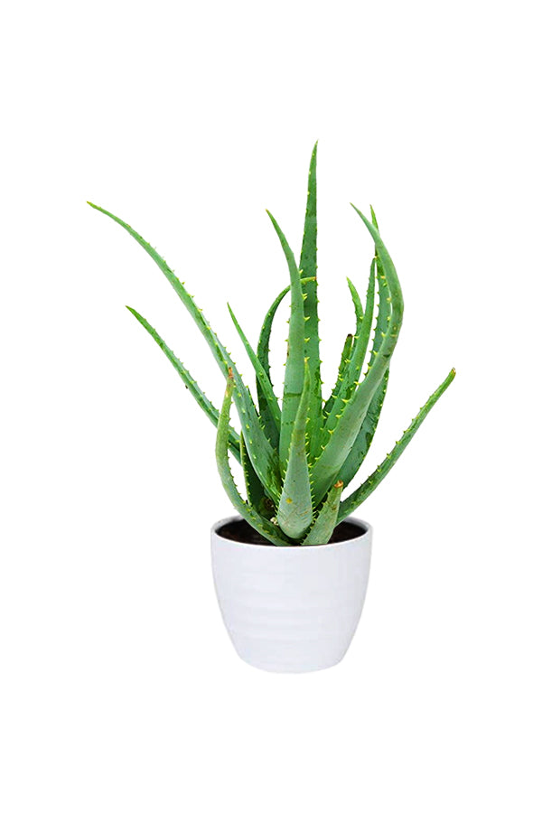 Aloe Vera Indoor Plant in a white ceramic pot. The plant features thick, green succulent leaves, ideal for indoor décor and air purification