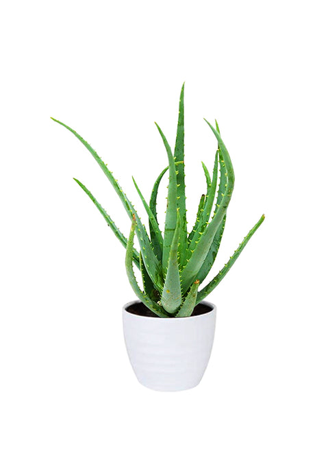 Aloe Vera Indoor Plant in a white ceramic pot. The plant features thick, green succulent leaves, ideal for indoor décor and air purification