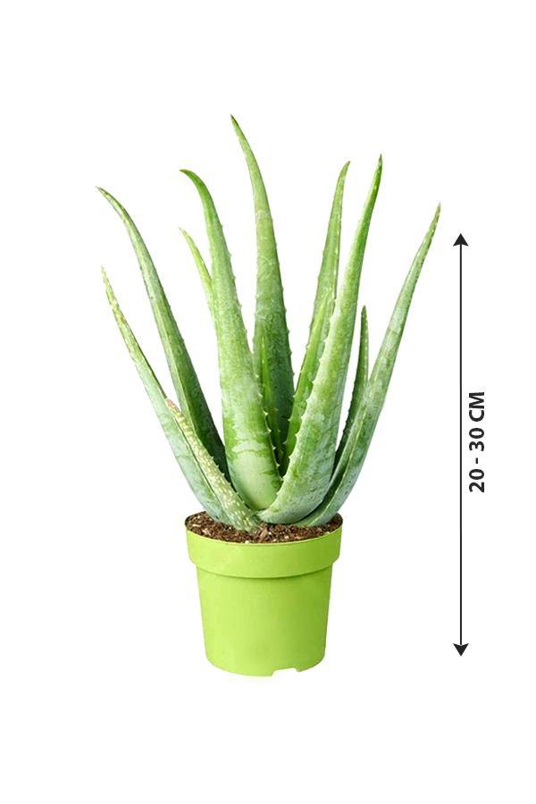 Aloe Vera - Indoor Plant - Aloe Vera - Indoor Plant - Plantsworld.ae