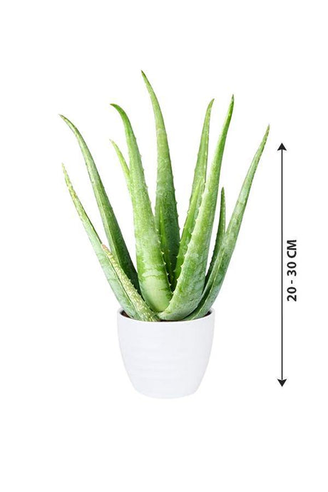 Aloe Vera - Indoor Plant - Aloe Vera - Indoor Plant - Plantsworld.ae