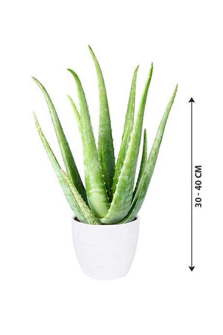 Aloe Vera - Indoor Plant - Aloe Vera - Indoor Plant - Plantsworld.ae
